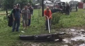 Video: Cá sấu 3 m đớp tay người đàn ông khi hỗn chiến trong bãi bùn