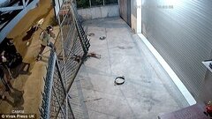 Báo nước ngoài choáng váng trước chiêu trộm chó của 'cẩu tặc' Việt Nam