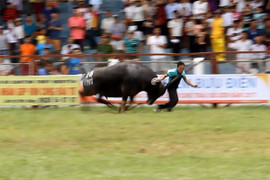 Kinh hoàng 'ông trâu điên' húc tung chủ nhân trên sân chọi trâu: Quận Đồ Sơn thông tin mới nhất