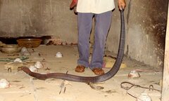Chuyện khủng khiếp ở làng nhốt đại xà: Kẻ mất mạng, người chặt tay, rạch thịt để sống sót