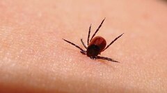 Bọ ve chó có thể cứu người bị viêm cơ tim trong tương lai