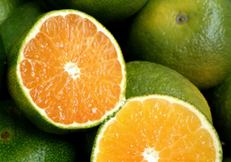 Chế tạo màng sinh học PVA bảo quản cam tươi lên tới 20 ngày