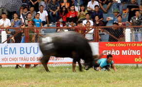 ‘Ông trâu điên’ húc tung chủ nhân trên sân chọi trâu: Hải Phòng chỉ đạo ‘nóng’