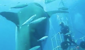 Video: Thợ lặn liều mình đùa giỡn với 'thủy quái' khổng lồ