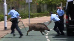 Video: Hơn 10 cảnh sát Hong Kong khổ sở dùng khiên thu phục lợn rừng đại náo đường phố