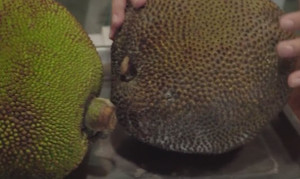 Cách phân biệt mít chín tự nhiên và mít chín do ép ngâm hóa chất ít người biết