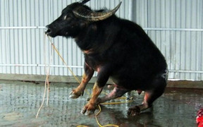 Rùng rợn lời đồn trâu ‘báo oán’ và chuyện trâu nổi điên húc chết người ở làng mổ trâu