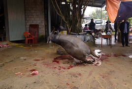 Lời đồn 'trâu báo oán' ở Bắc Giang: Tan nát gia đình, người chết, người tàn tật vì giết trâu