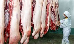 Kỳ họp thứ 5 HĐND TP.HCM: Nóng chuyện 'giải cứu heo'