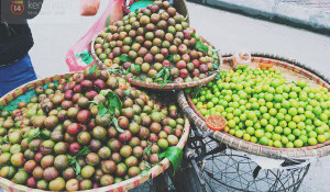 Mách bà nội trợ cách cực đơn giản để chọn mận ngon, ngọt, không tẩm hóa chất