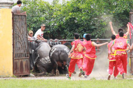Trâu 'điên' húc chết chủ nhân: 19 ‘ông trâu’ còn sống âm tính với chất kích thích