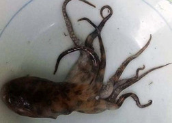 Bạch tuộc cắn chết người gây hoang mang dư luận: Các nhà khoa học nói gì?