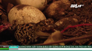 Bí mật bên trong trang trại 'thủy quái' giữa lòng Sài Gòn