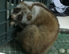 Tự nguyện giao nộp loài Culi quý hiếm, một thanh niên đất Mỏ được khen thưởng