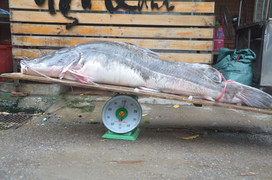 Video: Chiêm ngưỡng 'thủy quái' nặng hơn 1 tạ chuyển từ Campuchia về Hà Nội