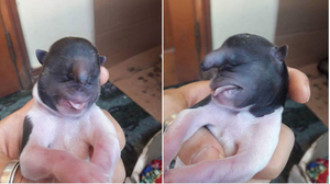 Dân Sơn La đổ xô đi xem con chó đầu khỉ, trên trán có vòi