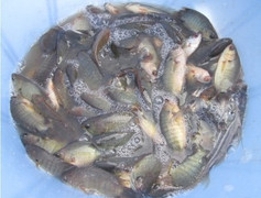 Video: Xem cao thủ bắt đàn cá rô đồng chỉ bằng một cái hố ở Hà Nội