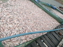 Đã tìm ra nguyên nhân cá chết trắng hồ thuỷ điện ở Kon Tum