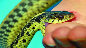 Vào mùa rắn độc cắn người: Hoàng loạt trường hợp liệt tứ chi, khó thở