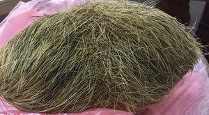 'Cát lợn' nặng gần 1 kg tại Nam Định