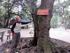 Ngạc nhiên với quần thể lim cổ thụ như báu vật của ngôi đền ở Hải Dương