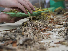 Tận mắt thấy thuốc bắc 'ngậm' lưu huỳnh còn ai dám mua