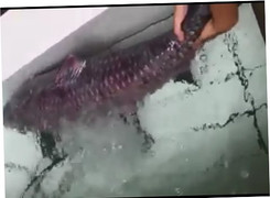 Đã mắt với cá trắm đen 'siêu khủng' nặng 45kg tại chợ cá Yên Sở