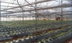 Hệ thống tự động hóa trong các nhà trồng thông minh