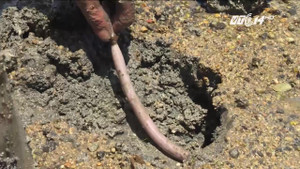 Tôm hùm chết, dân Phú Yên đổ xô đi đào trùn biển mưu sinh