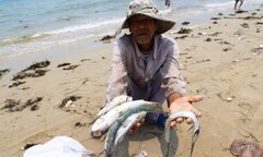 Báo cáo hiện trạng môi trường quốc gia 2016: Sự cố Formosa không có trong nội dung chính