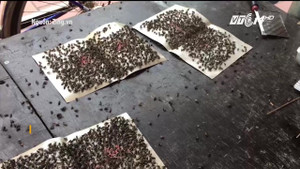 Hàng triệu con ruồi tấn công, dân Thủ đô phải mắc màn ăn cơm