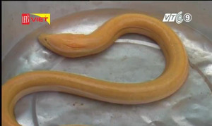 Nông dân Hậu Giang bắt được lươn vàng óng, nặng gần 1kg