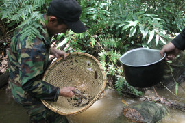Băng rừng, theo chân người Chill săn nòng nọc giữa đại ngàn Tây Nguyên