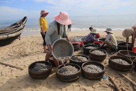 Sau bão số 2, ngư dân Huế thu tiền triệu mỗi sáng