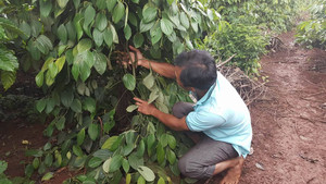 Chủ vườn phẫn uất nhìn vườn tiêu cả tỷ đồng bị kẻ gian cắt gốc