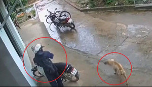 Chú chó 'dửng dưng' nhìn trộm bẻ khóa lấy xe máy giữa ban ngày
