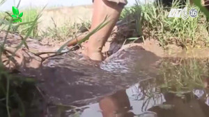 Cách bắt cá rô đồng đơn giản không ngờ, dân Thủ đô kiếm nửa triệu đồng mỗi ngày