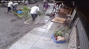 Video: Đang đi bộ, nữ MC bị cây cọ đè chết