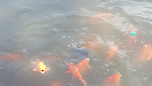 Video: Ngắm ao làng có nhiều cá cảnh nhất Hà Nội