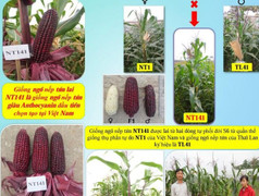 Giống ngô nếp tím NT141 của nhà khoa học Việt