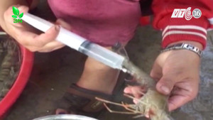 Bắt quả tang cơ sở sản xuất bơm tạp chất vào hàng trăm kg tôm