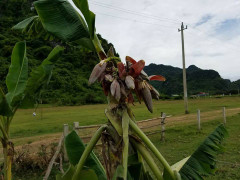 Cây chuối 'mắn đẻ nhất Việt Nam' trổ bắp, nhiều người đòi mua về thờ