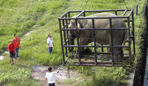 Sở thú Trung Quốc mua voi bất hợp pháp từ Lào
