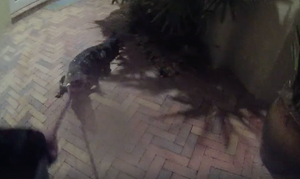 Video: Thót tim xem cảnh sát tay không bắt cá sấu hung dữ lạc vào nhà dân