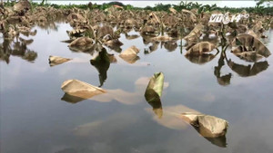 Nước ngập đến ngọn chuối, dân bãi giữa sông Hồng thấp thỏm mưu sinh