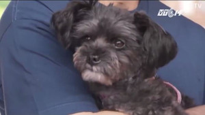 Chú chó trở nên nổi tiếng nhất Hàn Quốc sau 2 năm bị bỏ rơi