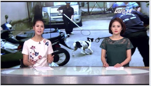 Tìm hiểu về những người đàn ông thản nhiên bắt chó trên đường phố TP.HCM