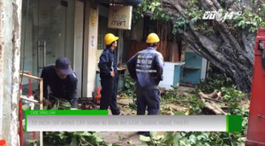 TP.HCM sử dụng cây xanh bị đốn hạ làm tượng nghệ thuật