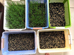 Đua nhau trồng lúa mì trong nhà ép 'sữa' uống hàng ngày