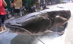 Cận cảnh cá lăng 108kg hiếm thấy trên thế giới xuất hiện giữa lòng Hà Nội